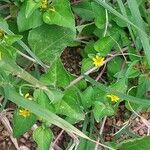 Calyptocarpus vialis Leaf