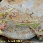 Atriplex glabriuscula Fruto