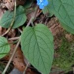 Omphalodes verna पत्ता