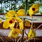 Dendrobium chrysotoxum Blüte