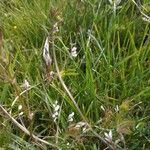 Vicia hirsuta Žiedas