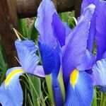 Iris xiphium Blüte