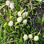 Triantha glutinosa Flower