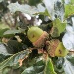 Quercus garryana Fruto
