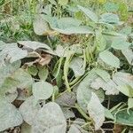 Vigna unguiculata Fruit