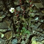 Saxifraga cernua Habit