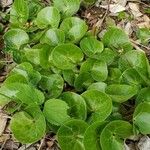 Asarum caudatum ᱥᱟᱠᱟᱢ