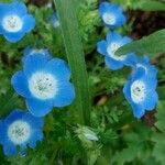 Nemophila menziesii Квітка