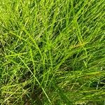 Festuca gautieri Leaf