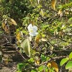 Cordia boissieri Flower