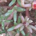 Portulaca grandiflora Folio