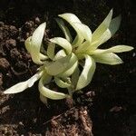 Haworthia retusaBlad