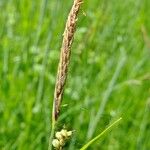 Carex lasiocarpa Froito