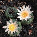 Turbinicarpus schmiedickeanus Квітка