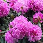 Rhododendron roseum Floro