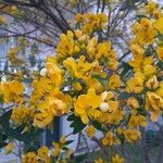 Cassia corymbosa Flor