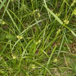 Carex pallescens Gyümölcs