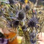 Eryngium alpinum Λουλούδι