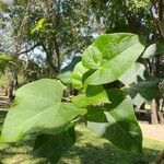 Jatropha curcas Levél