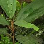 Miconia punctata Deilen