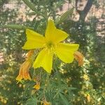 Oenothera elata Fiore