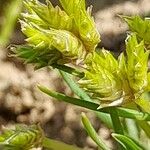 Cyperus squarrosus Blomst