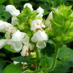 Prunella laciniata Flor