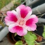 Clarkia amoena Flower