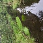 Hydrocotyle ranunculoides Leaf