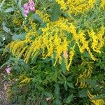 Solidago nemoralis Flower