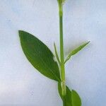 Polygonum aviculareΦύλλο