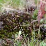 Agrostis rupestris Muu