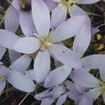 Non identificatFlors