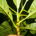Alseis costaricensis Φύλλο
