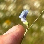 Lathyrus angulatus Flower