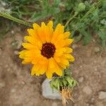 Calendula officinalisফুল