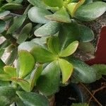 Crassula ovata 葉