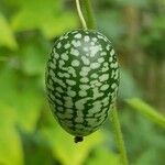 Melothria scabra Fruit