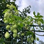 Humulus lupulusFlor