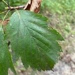 Karpatiosorbus remensis Blatt