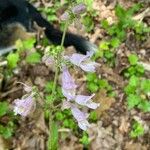 Penstemon canescens Flower