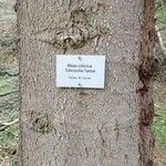 Abies cilicica പുറംതൊലി