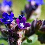 Anchusa undulataFlower