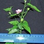 Hibiscus phoeniceus 其他