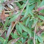 Erigeron karvinskianus Leaf