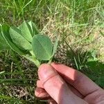 Vicia narbonensis Folla