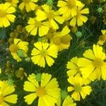 Helenium amarum Flower