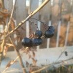 Aronia arbutifolia Fruit