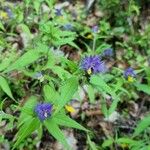 Melampyrum subalpinum Квітка