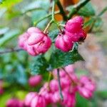 Euonymus europaeus 果實